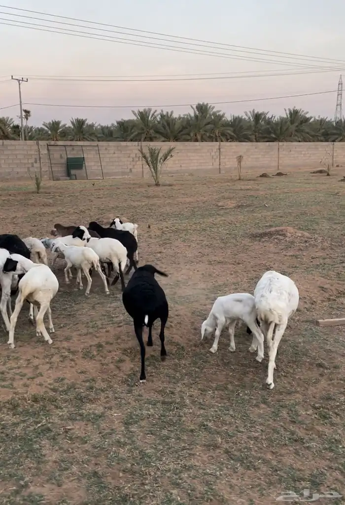 للبيع هجين برابر 0