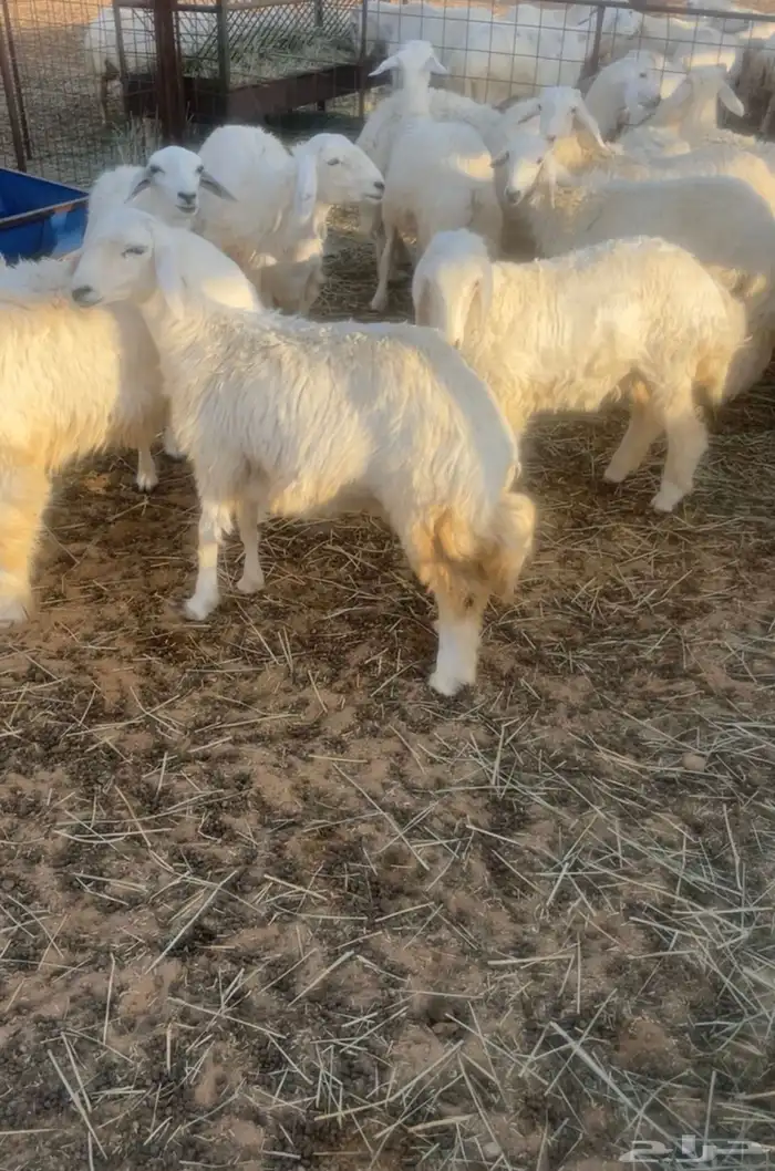 للبيع رخال حريه الموقع القصيم شمال البصر 0