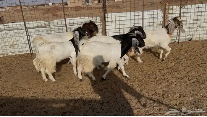 5 معزاء معها فحل طيبات للبيع 2
