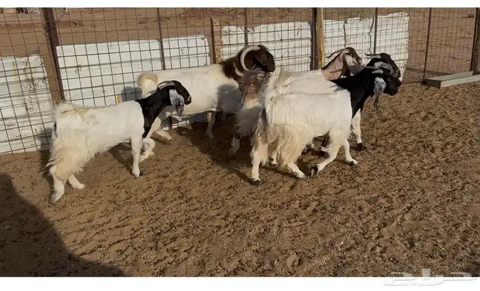 5 معزاء معها فحل طيبات للبيع 3