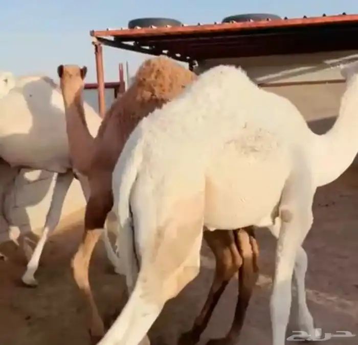 اللبييع حشو طيش طيش ماشاللله عددهم 6فيهم بكره 0