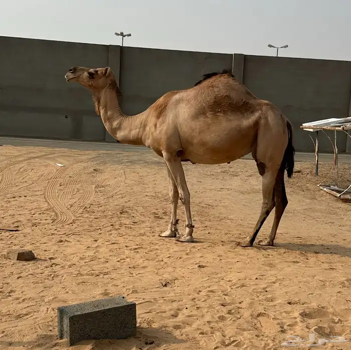 اركه لقحه كفوو. (((تم البيع خارج الموقع))) 0