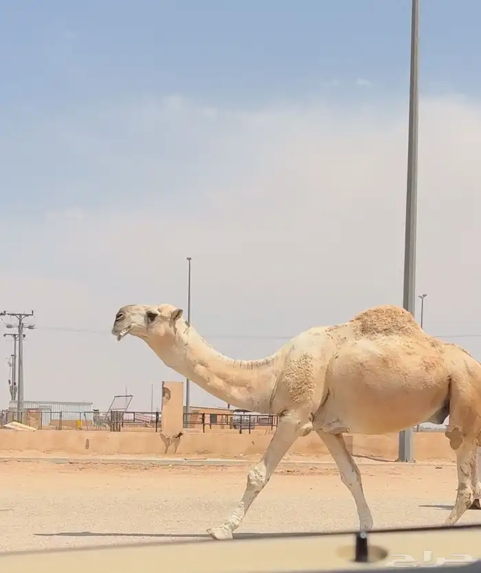 بعير باتلي كفو 2