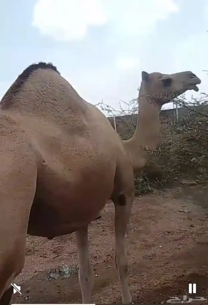اركه فارد حوار كفو جدا (((تم البيع خارج الموقع) 0