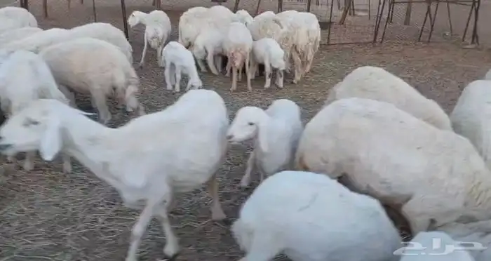 حريات للبيع 4