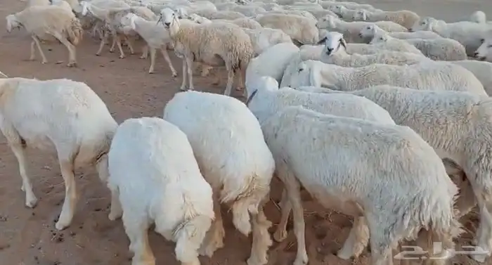 حريات للبيع 0