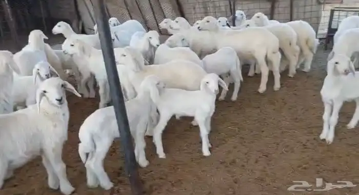 حريات للبيع 3