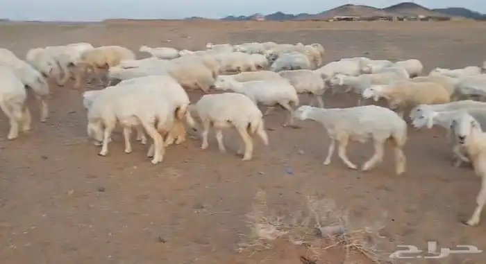 حريات للبيع 2
