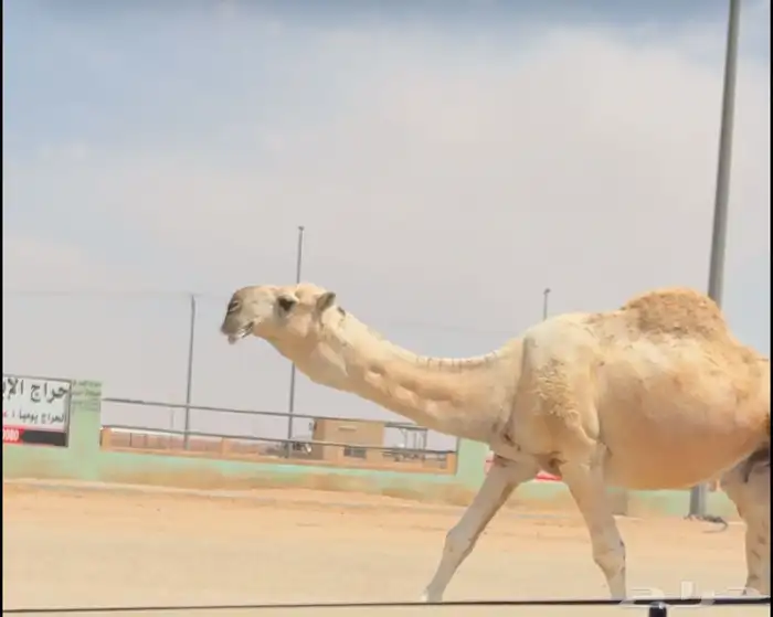 بعير باتلي كفو 0