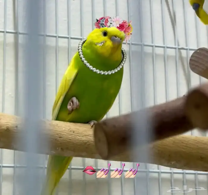 إناث عصافير الحب (البادجي) .. 2