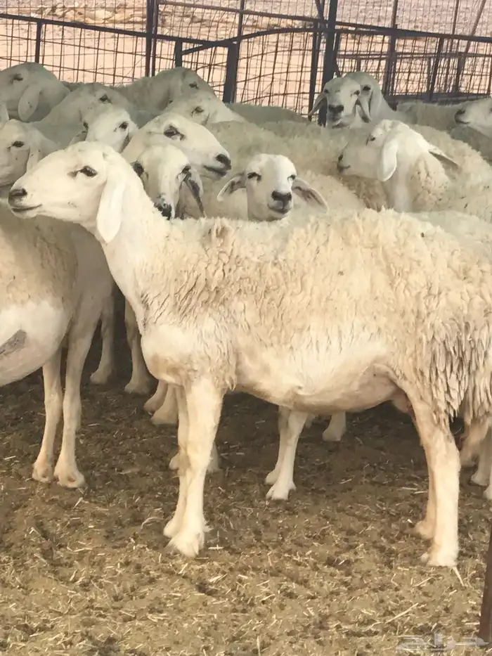 حريات صنف الصنف 2