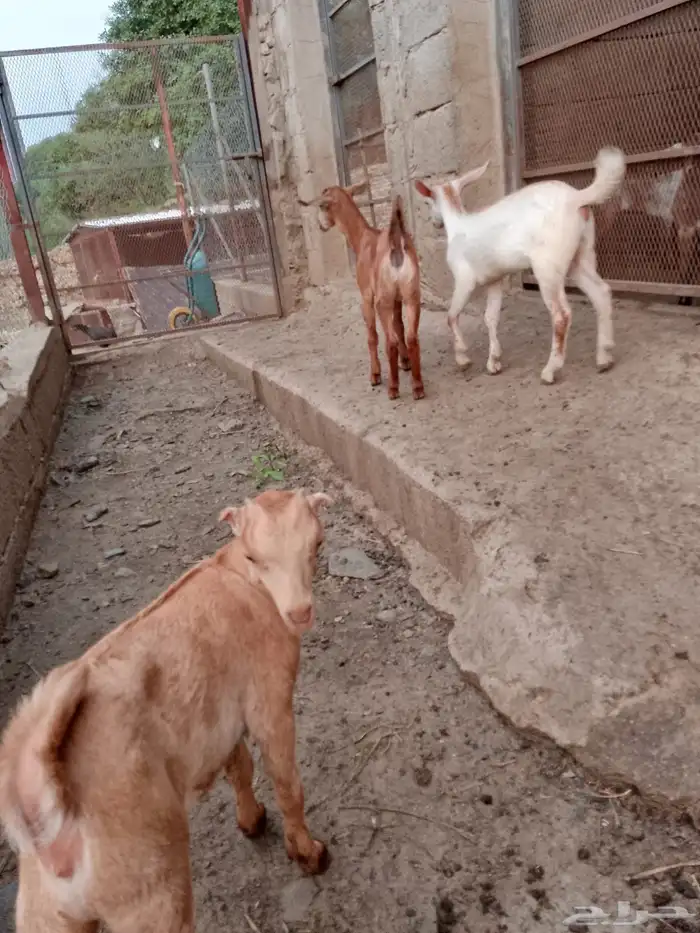دواغير جفار معزا 2