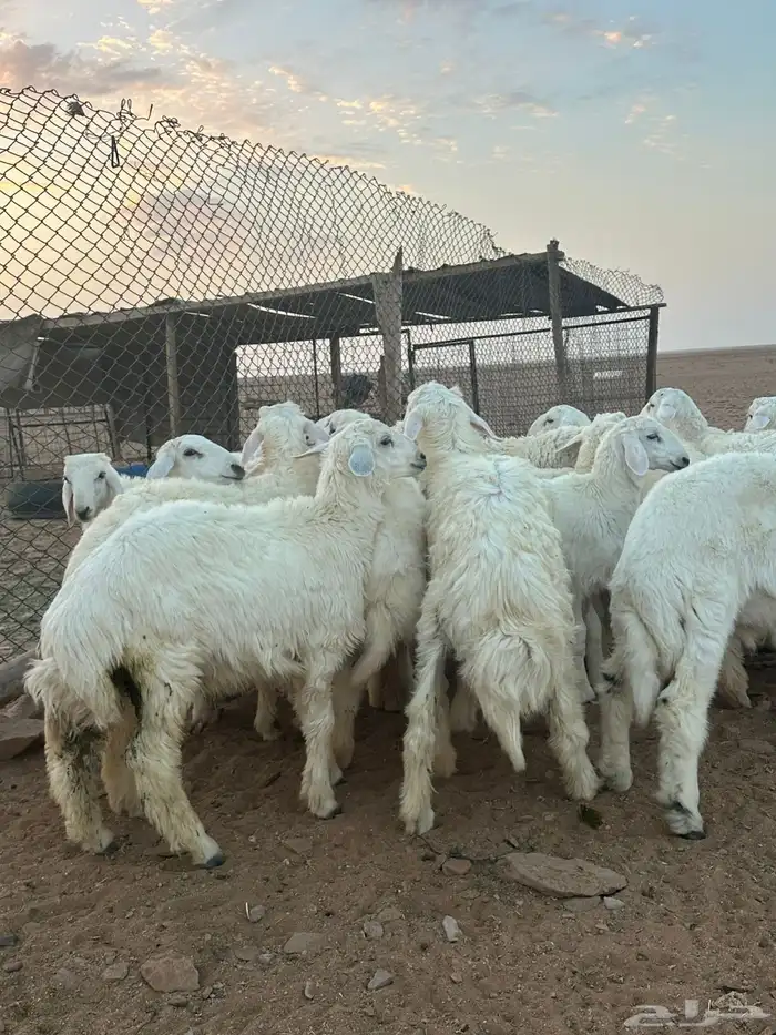 للبيع طليان حري 3