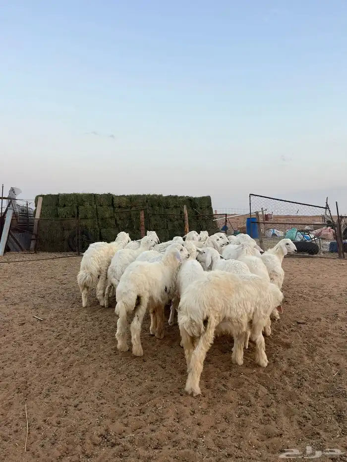 للبيع طليان حري 4