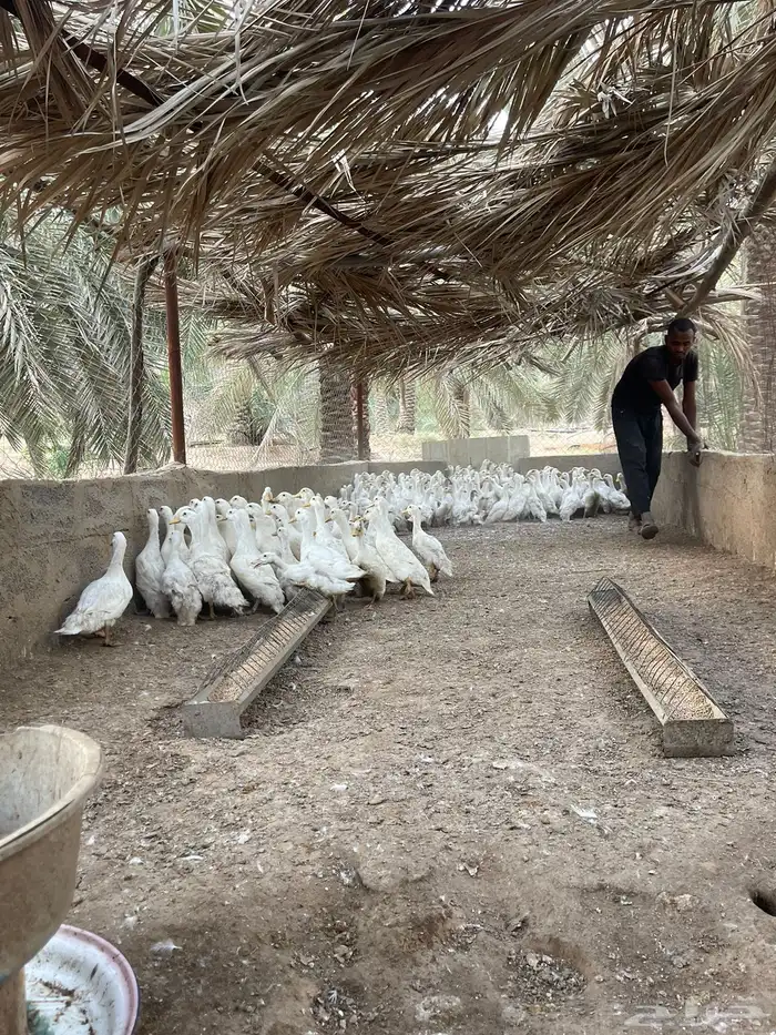 بط بكين جاهز للذبح 2
