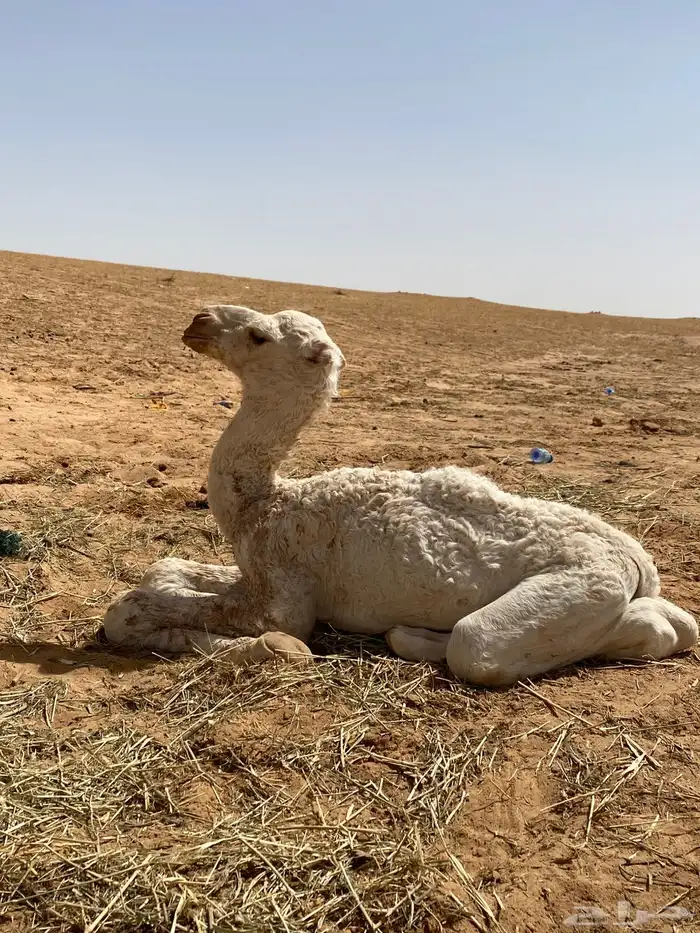 للبيع خفوت وضحا منتج 4100 5