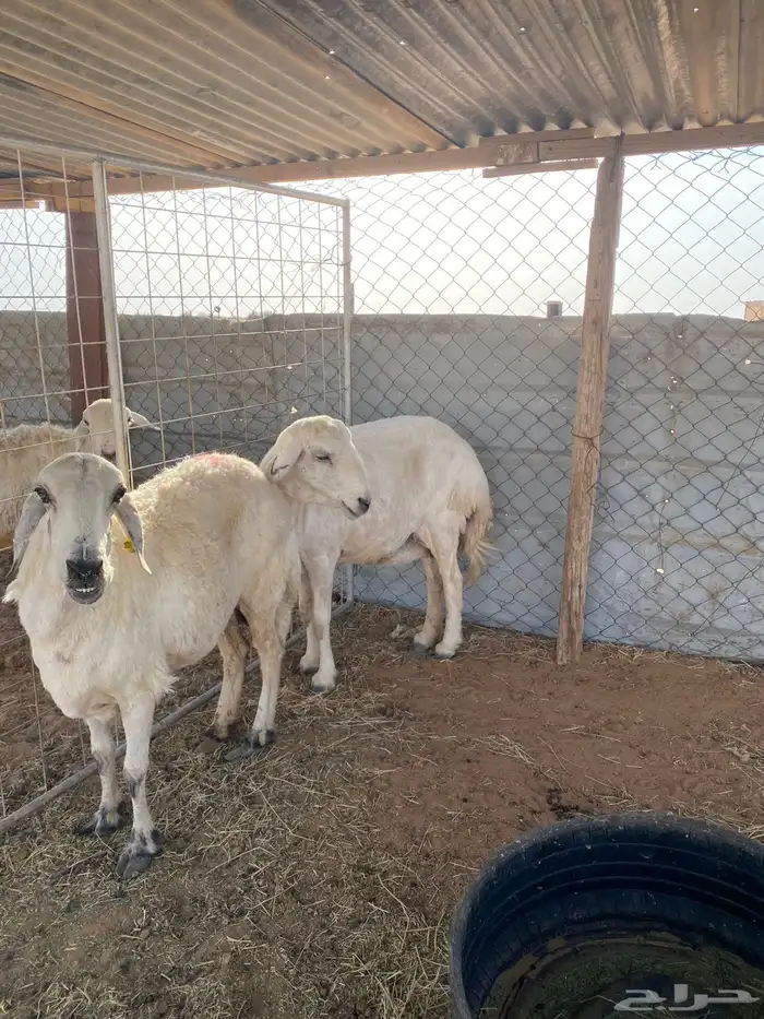 غنم حريات العدد ثلاثه 2