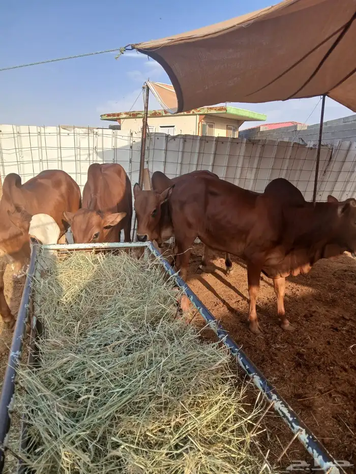 حسلان بلدي 3