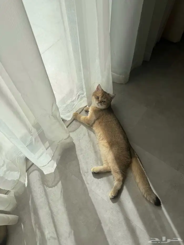 سكوتش ستريت بيور 5