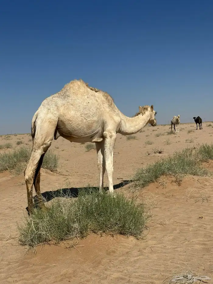 قعود مفرود 0