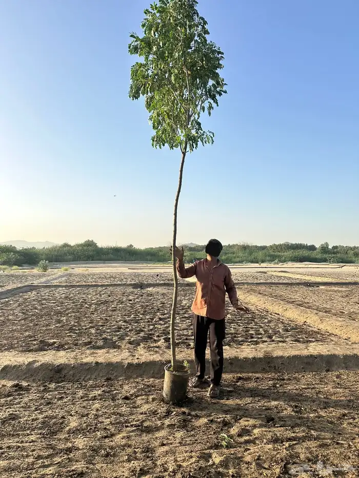 بيع وتوريد اشجار زينة وضل بأسعار منافسة للكميات فقط 0