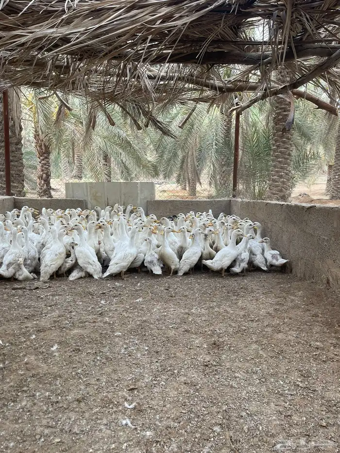 بط بكين جاهز للذبح 1