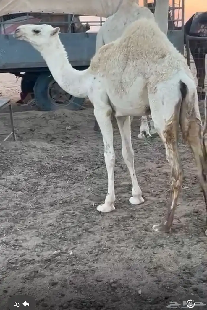 للبيع بكره 0