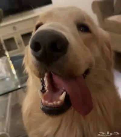 Golden Retriever جولدن ريتريفر index