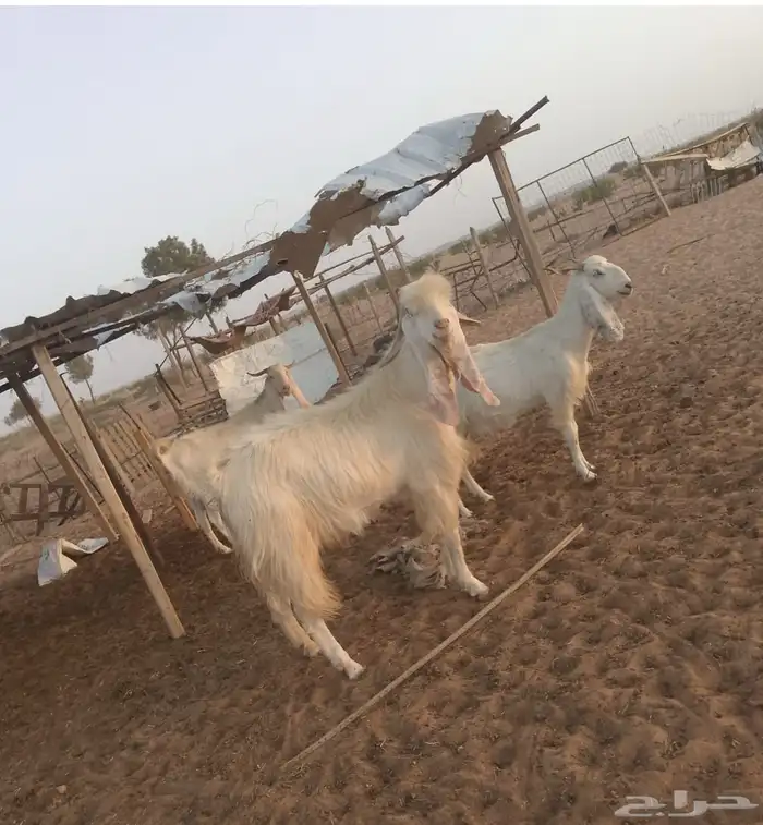 تيس مهجن 4