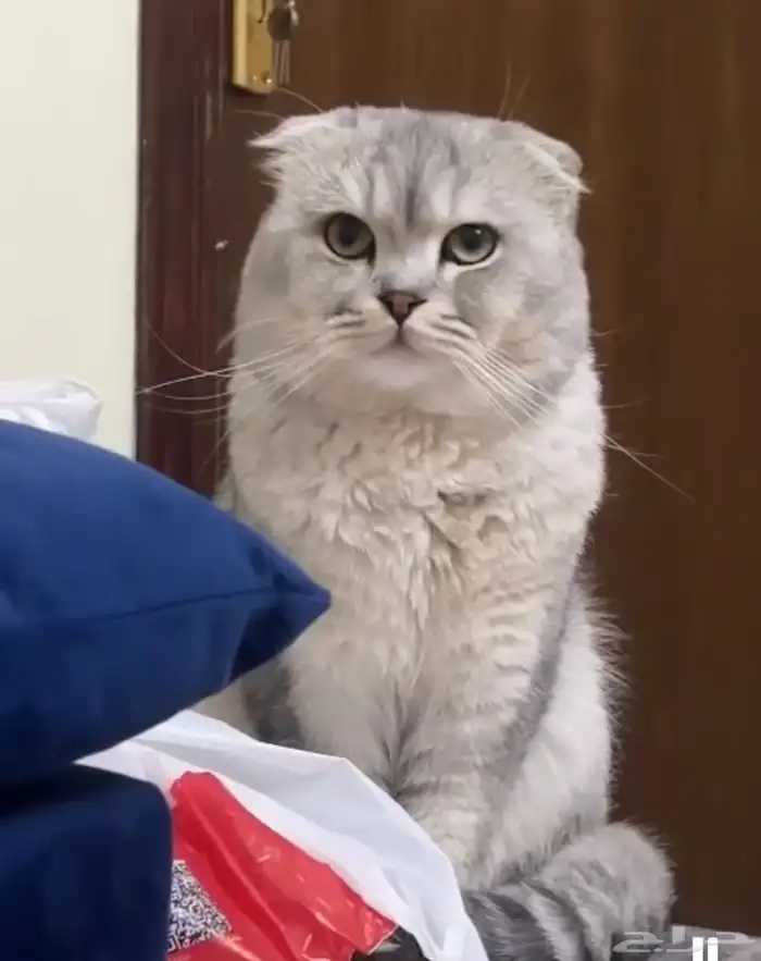 قطط 5