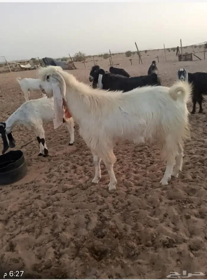 تيس مهجن 1