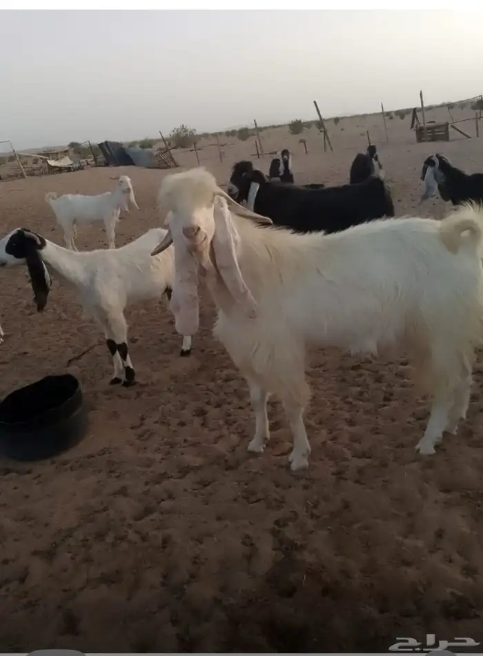 تيس مهجن 2