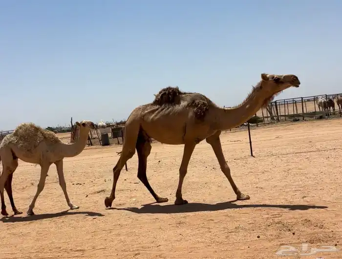 بكره عشرا شقحاء 0