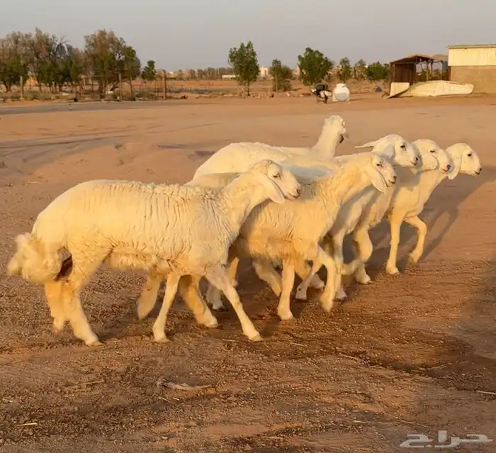 رخال حريات صنف 6 بالفحل منوة القناي 1