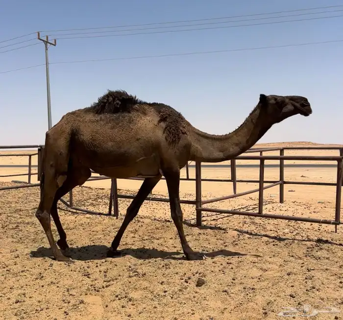 عشرا صفرا طيبه 2