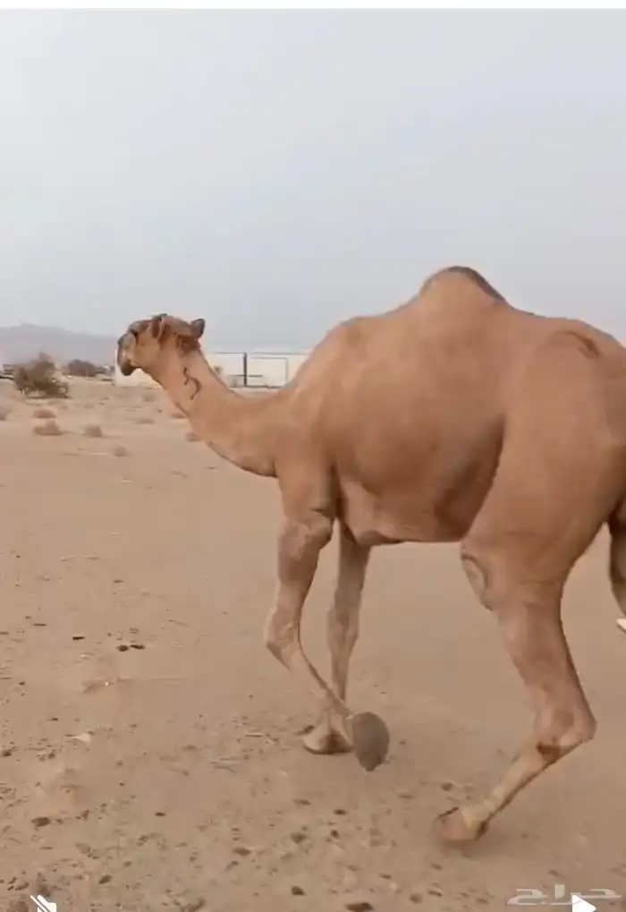 بعير شمالي اخرص 3