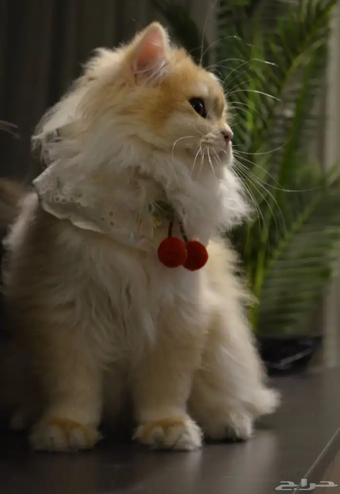 برتش سكوتش لونق هير luxury cat VIP مسجل 5