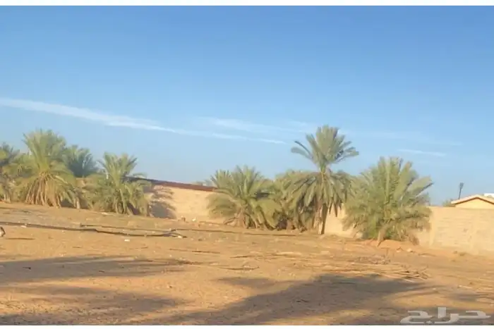 نخل 1