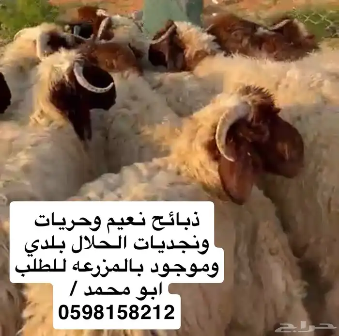 ذبائح نعيم وحريات وتيوس المزرعه قريبه من حي فرسان 1