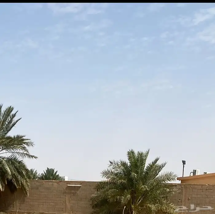 نخل 2