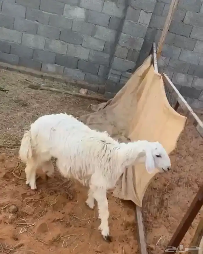 خروف 0
