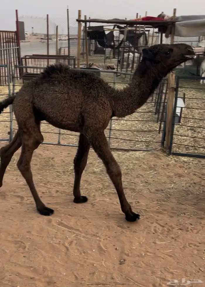 للبيع حوار ضيار 0