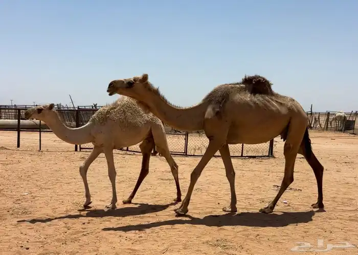 بكره عشرا شقحاء 2