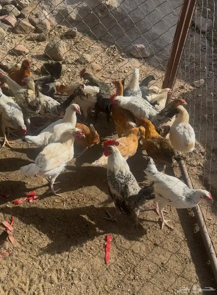 دجاج 0