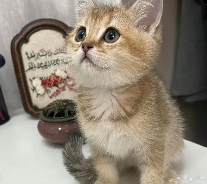 سكوتش ستريت بيور 10