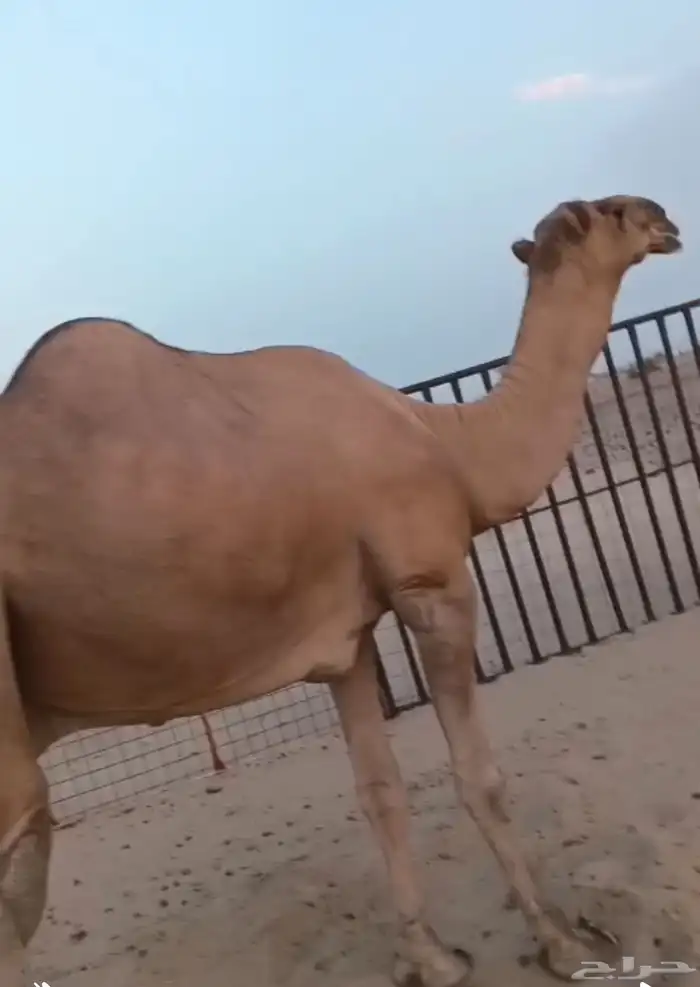 بعير شمالي اخرص 0