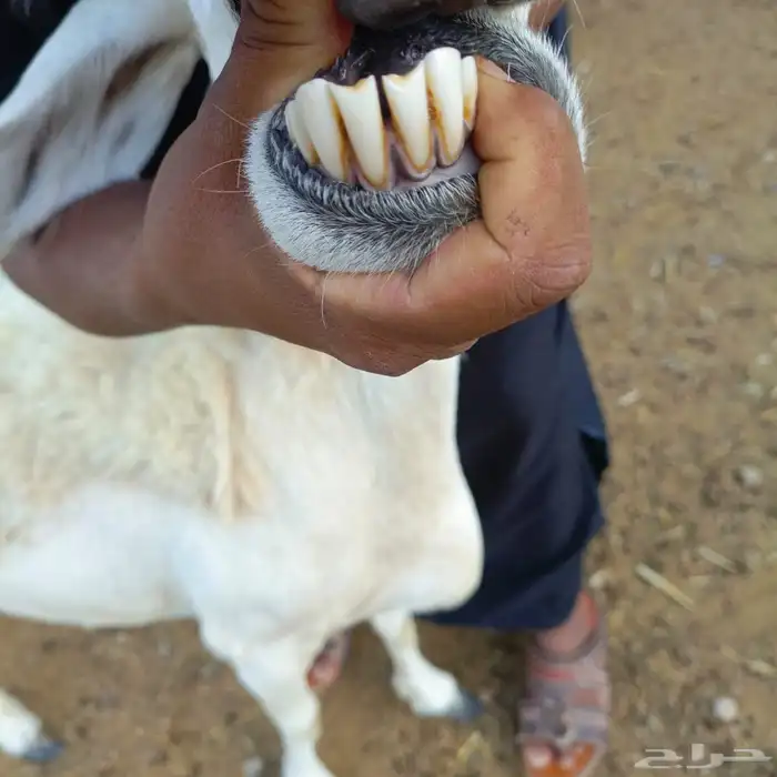 عنز ونعجه حيل 8