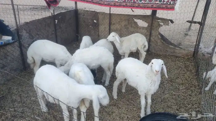رخال حريات 1