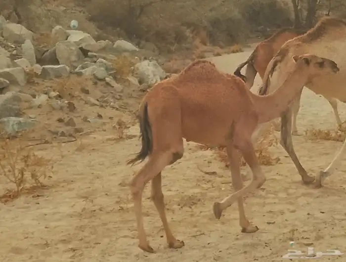 قعود البيع 2