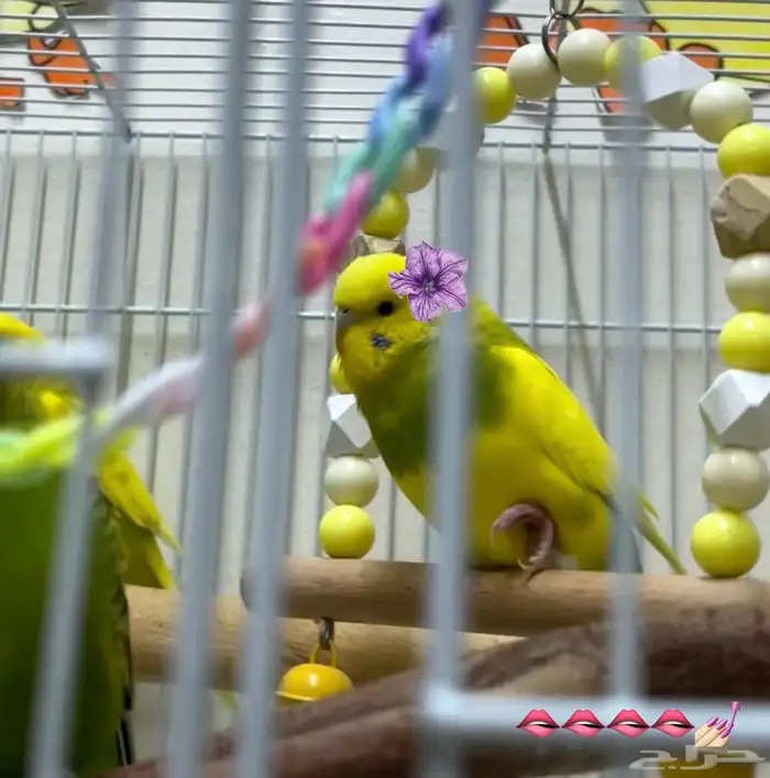 إناث عصافير الحب (البادجي) .. 3